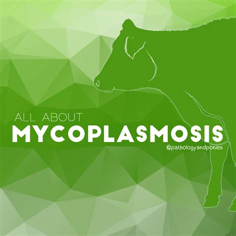 Mycoplasmosis - Pathology and Ponies