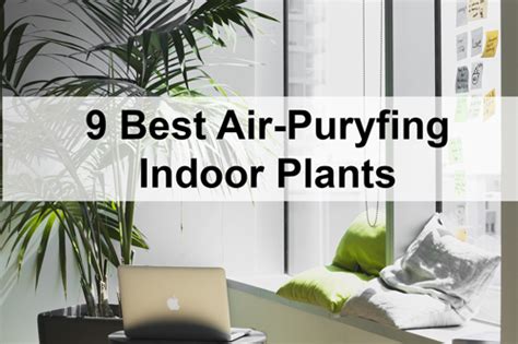 9 BEST AIR PURIFYING INDOOR PLANTS - ServiceMaster Office Cleaning