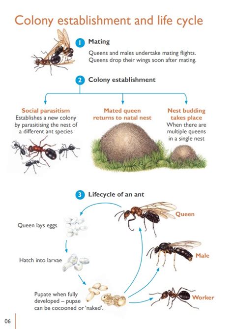 Ant Life Cycle Mini-poster And Sequencing Activity Norway ...