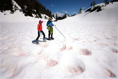 Algae blooms that cause pink snow could accelerate melting as Earth warms | The Seattle Times