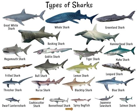 23 Types Of Sharks | Shark facts, Types of sharks, Species of sharks