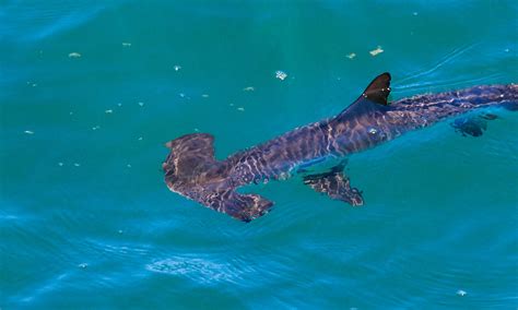 Huge Hammerhead Shark Thrashing in Shallow Waters Off the Coast of Texas - A-Z Animals