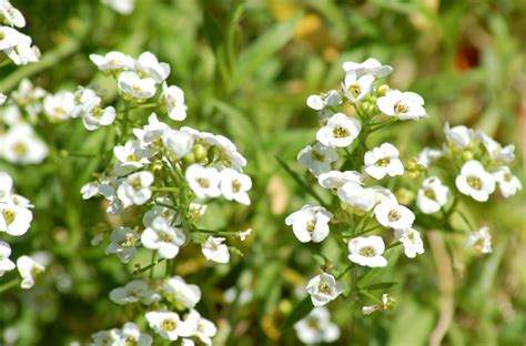 Growing Sweet Alyssum Flowers