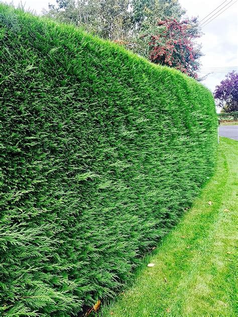 20 X Green Leylandii Evergreen Conifer Hedging 30cm Fast Growing: Amazon.co.uk: Garden & Outdoors