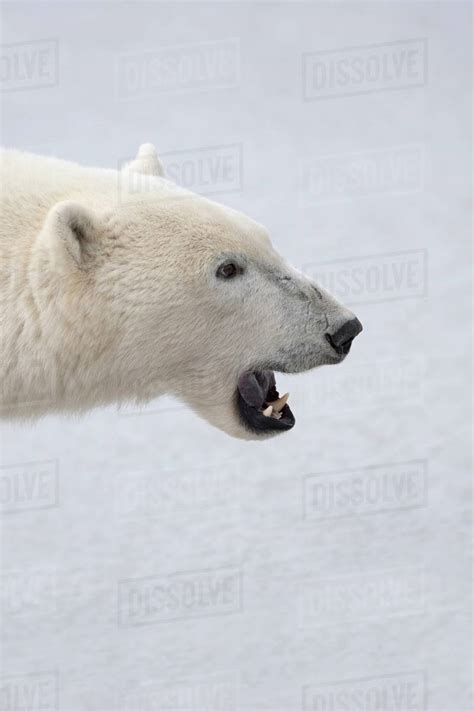 Polar Bear (Ursus Maritimus) With His Fierce Mouth Open And Ready To Attack; Churchill, Manitoba ...