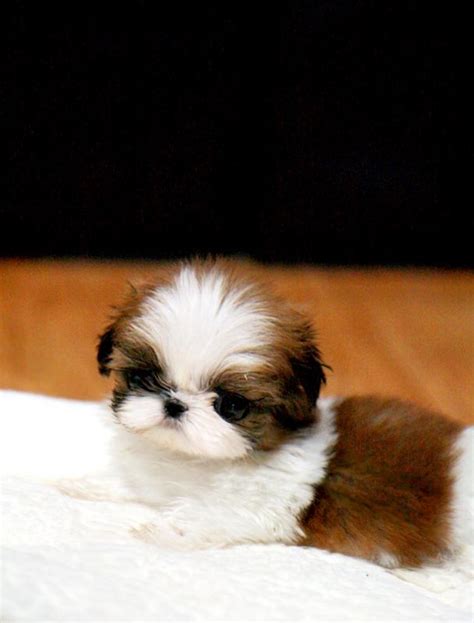 Droll Miniature Shih Tzu Puppies For Sale Near Me - l2sanpiero