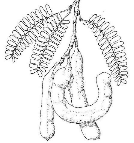 Flora of Zambia: Individual record no: 49704: Tamarindus indica