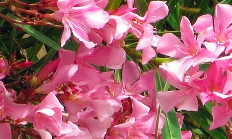 Oleander Pruning: [Proper Period and Technique] - Complete Gardering