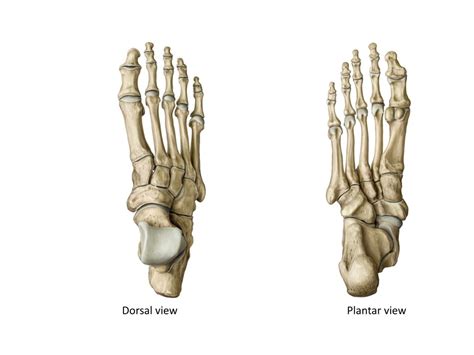 Osteology of the Foot - Dorsal and Plantar Diagram | Quizlet