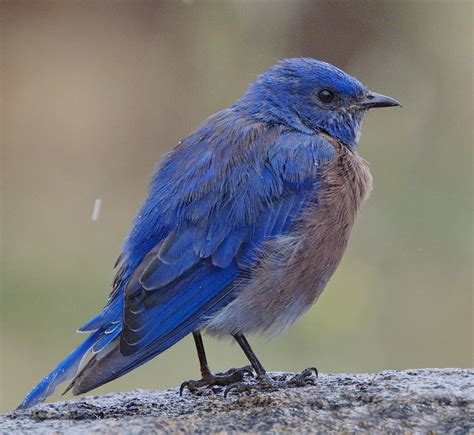 Western Bluebird | San Diego Bird Spot