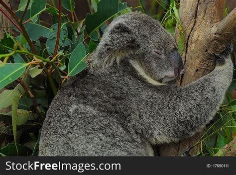 34+ Sleeping koala bear Free Stock Photos - StockFreeImages