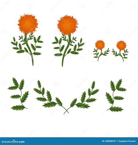 Orange Marigolds Isolated on White Background Stock Vector - Illustration of marigold, yellow ...