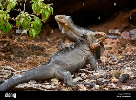 Lesser Antillean Iguana (Iguana delicatissima), La Desirade Nature ...