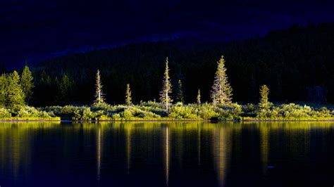 Green Trees Plants Bushes Reflection On Water In Dark Background HD ...