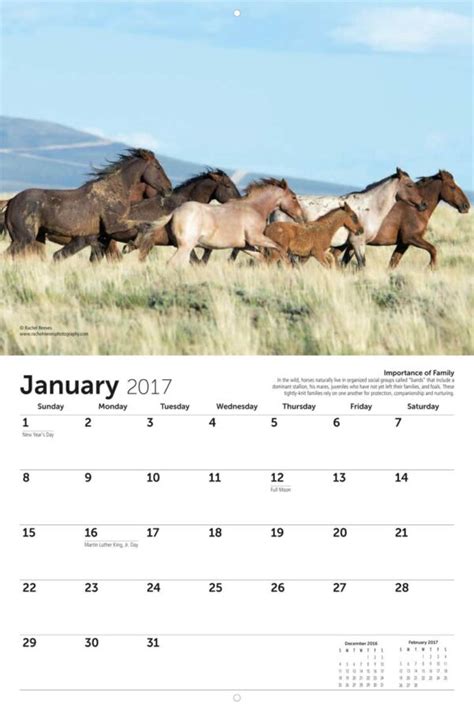 American Wild Horse Preservation 2017 Calendar Fundraising