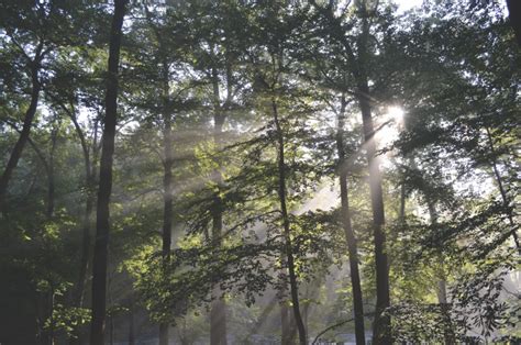 Nature Mindfulness Walk - County Lines Online