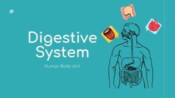 Digestive System Diagram by NC Middle School Resources | TPT
