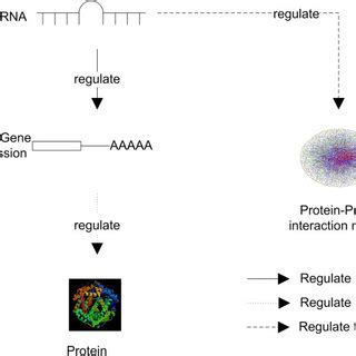 Types of miRNA regulation. Type A: MiRNA regulating gene expression ...