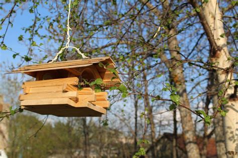 Wooden Bird Feeder on a Tree Branch Stock Photo - Image of green, brown ...