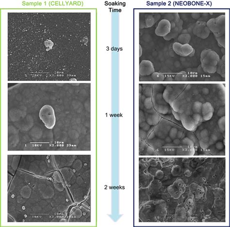 The Effect of Material Surface Microstructure on the Enhancement of Bone-Bonding Ability of a ...