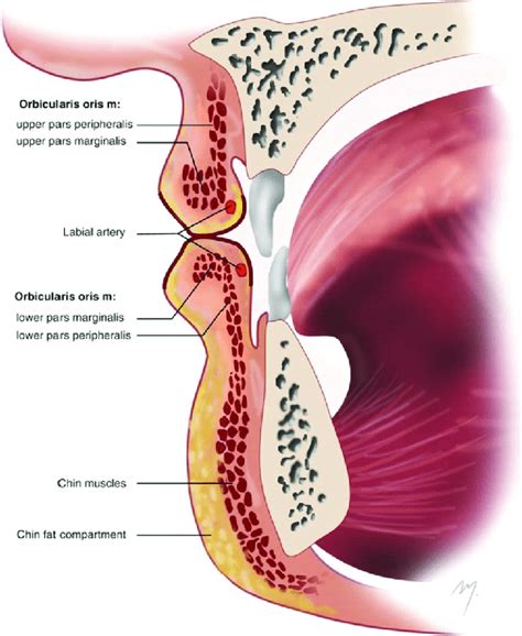 Pictorial illustration of anatomy of lip. | Download Scientific Diagram