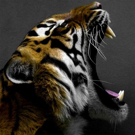 Tiger Roaring Wallpapers - Wallpaper Cave