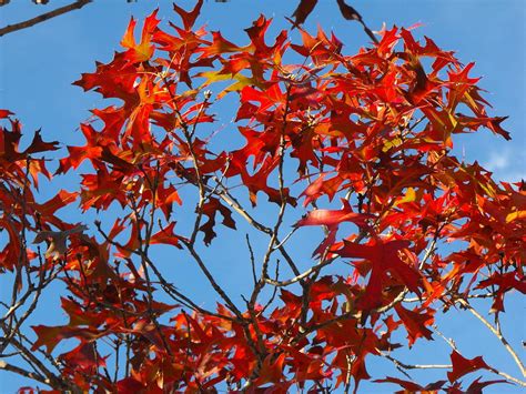 Spanish Oak Tree In Texas Photograph by Rebecca Cearley - Fine Art America