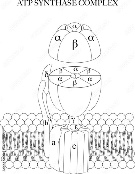 The ATP synthase (complex V) black and white line art illustration for ...