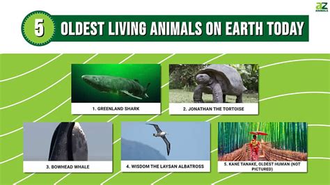 Longest Animal In The World