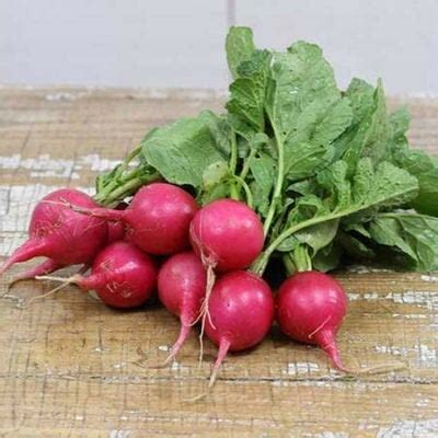 Pink Beauty Radish Seeds | Planet Natural