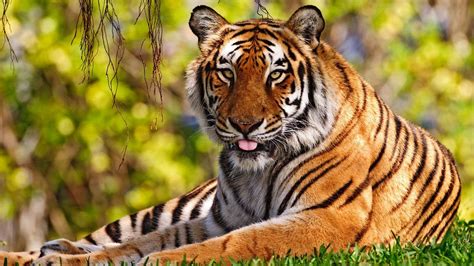 Royal Bengal Tiger Wallpapers - Wallpaper Cave