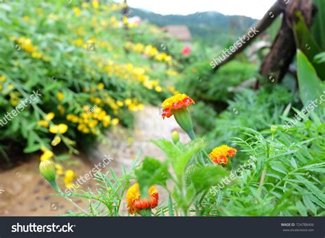 Marigold Flower Beautiful Garden Yellow Flower Stock Photo (Edit Now ...