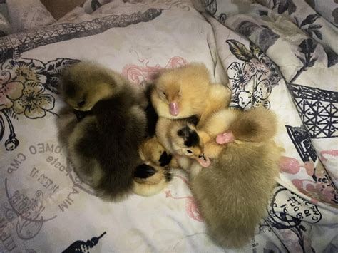 Magpie Ducklings and Their Gosling Friends. : r/duck