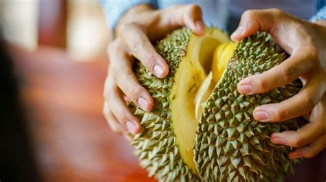 Wisata Durian Runtuh di Batu Putu, Nikmati Rasa Legit Durian Jatuh dari Pohon