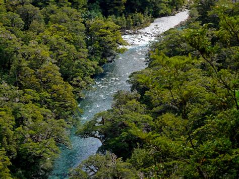 Milford Sound Wildlife - Ali's Adventures