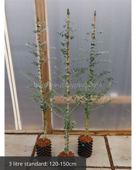 Eucalyptus pulverulenta 'Baby Blue' - 1 of our most popular Eucs - Hardy Eucalyptus