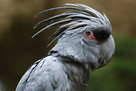 Black Palm Cockatoo Bird Species Profile