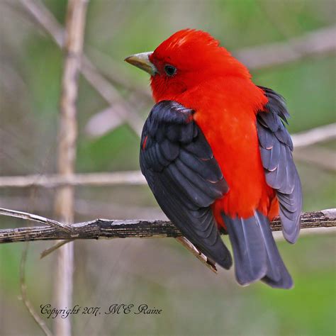 More of the Scarlet Tanager | The Meadowlands Nature Blog