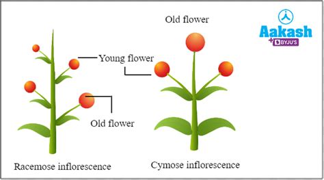 Inflorescence: Meaning, Types & Examples | AESL