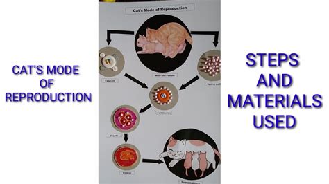 Cat's Mode of Reproduction Diagram - YouTube