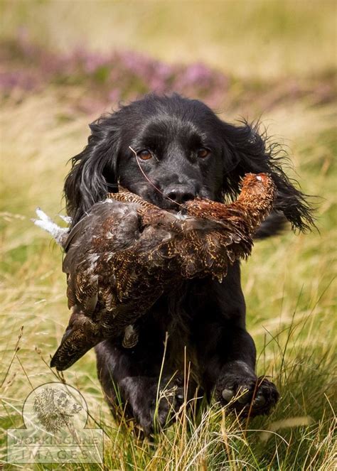 Working cocker spaniel retrieving game. | Black cocker spaniel, Working spaniel, Working cocker