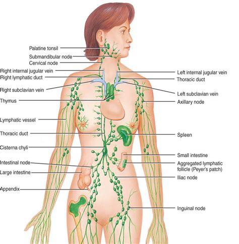 Adenopathy definition, causes of generalized or localized adenopathy