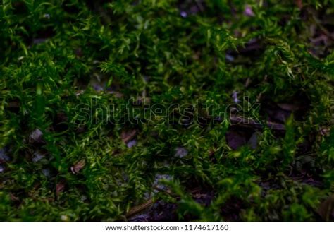 Green Mountain Plants Stock Photo 1174617160 | Shutterstock