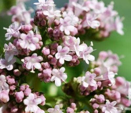 What is Valeriana Wallichii? Benefits, Uses of Tagar, Side Effects of ...