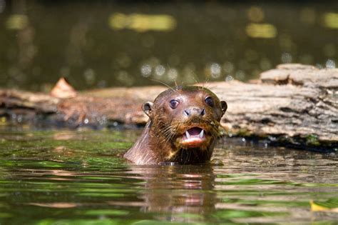 Giant Amazon River Otter - All Are Here