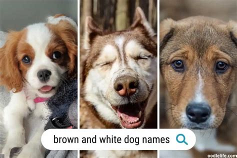 101+ Brown And White Dog Names (Boy And Girl) - Oodle Life