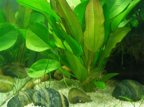 6 Large Radican Sword plants Easy Aquarium aquascaping planted tank low light | eBay