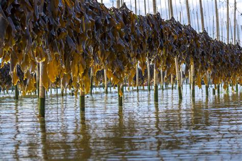 Could Seaweed Farming Help Restore Our Oceans?