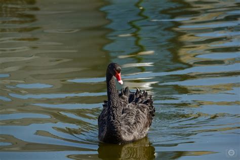 Black Swan Background - High-quality Free Backgrounds