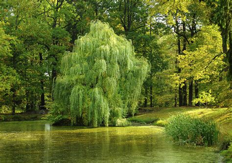 Free Images : tree, nature, leaf, flower, pond, green, autumn, park, botany, surface, willow ...